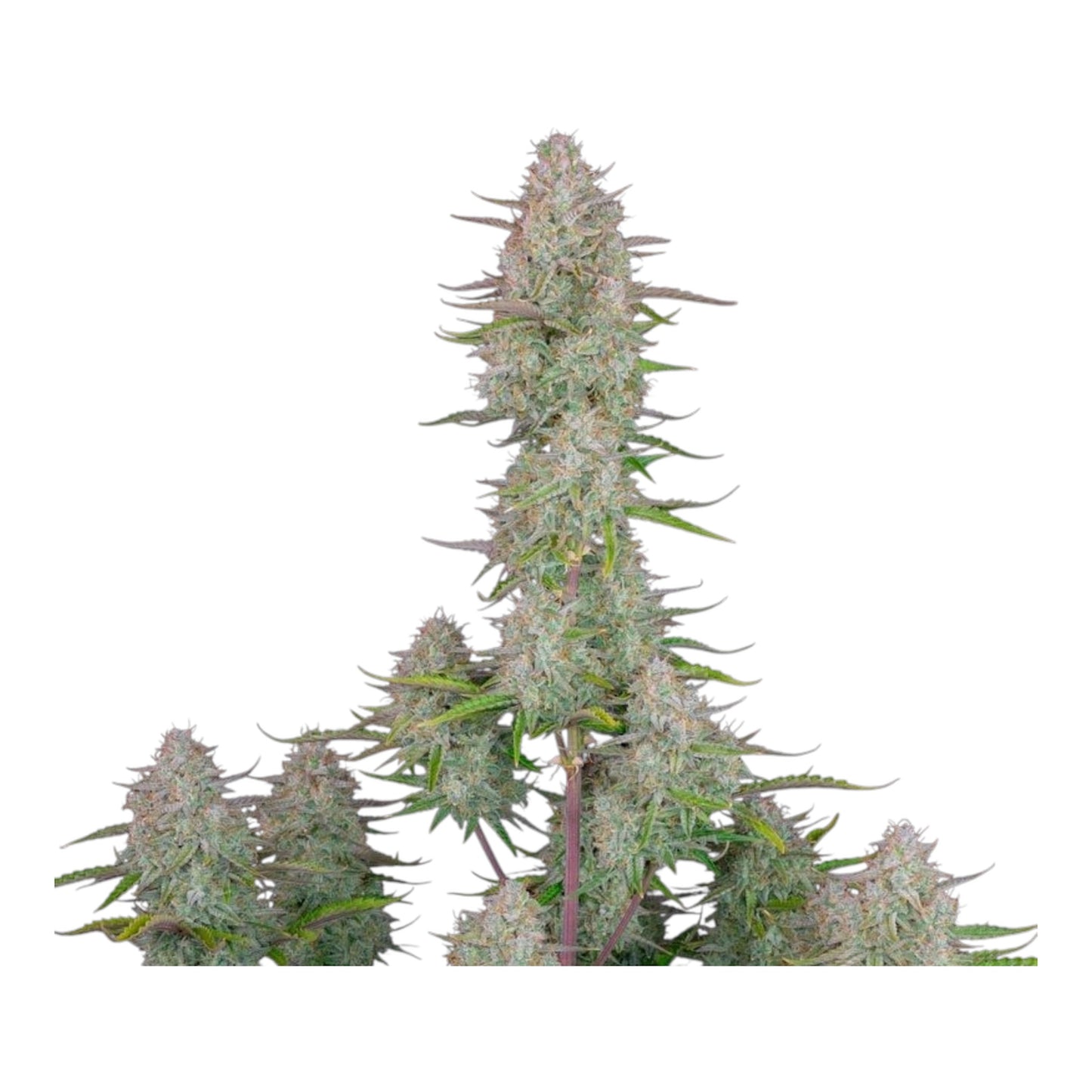 Wedding Cheesecake Auto – Fast Buds