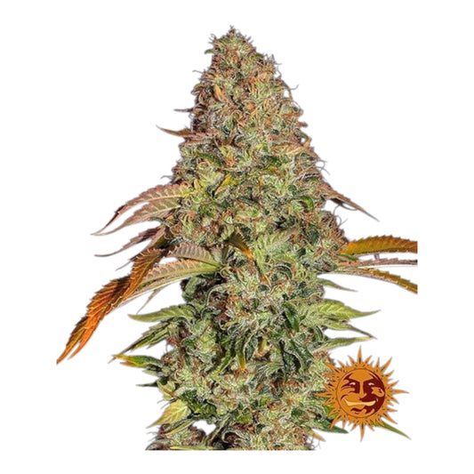 Zkittlez OG Auto – Barneys Farm
