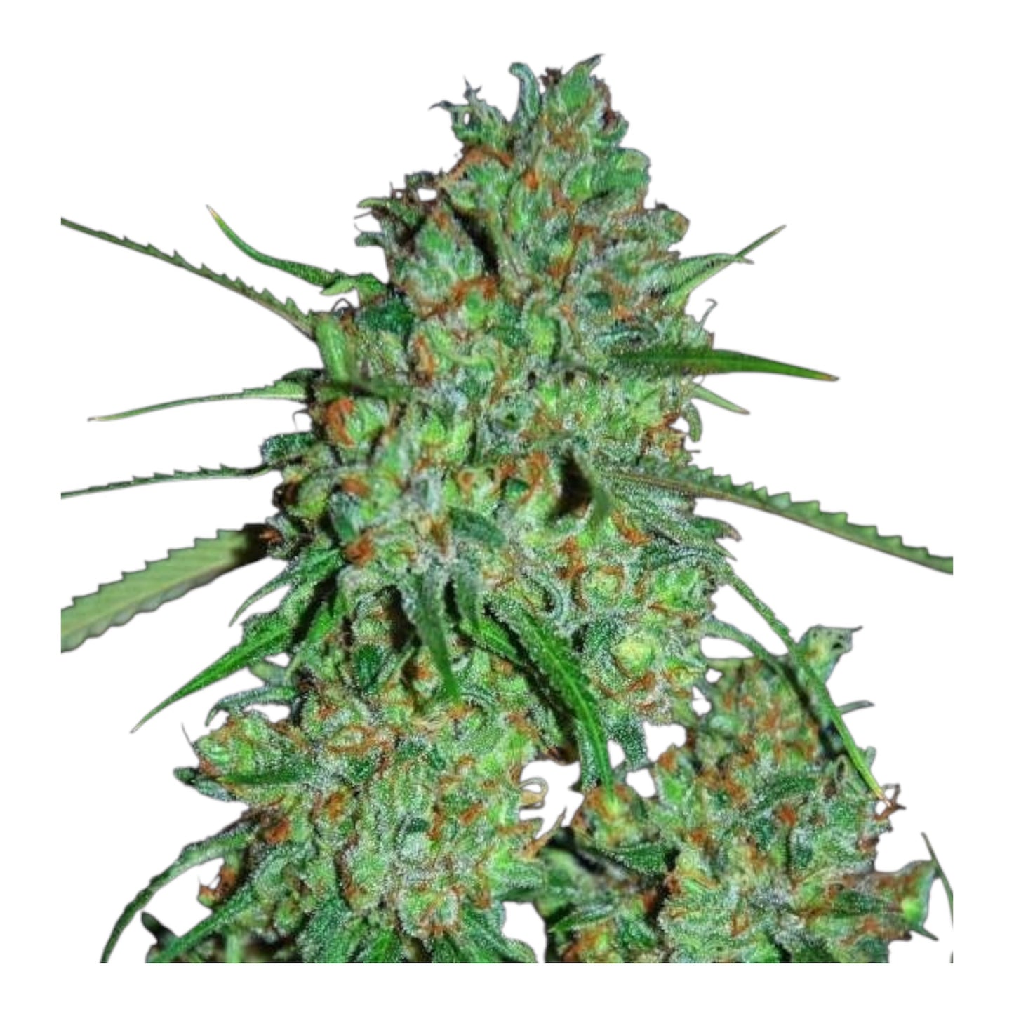 White Critical Express Fast - MANCA SEED BANK