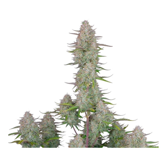 Wedding Cheesecake Auto – Fast Buds