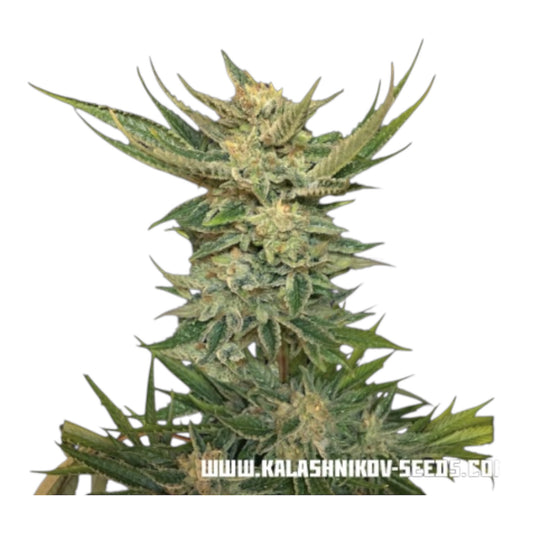 Vodka Lemon – Kalashnikov Seeds